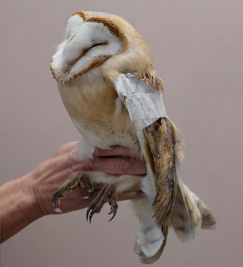 385 1 valeria scrilatti