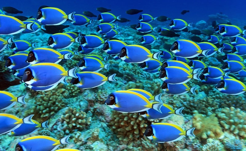 8. Pesci Acanthurus leucosternon