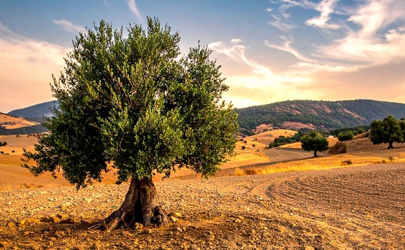 Agricoltura: microbi ‘su misura’ per salvare gli ulivi dalla siccità