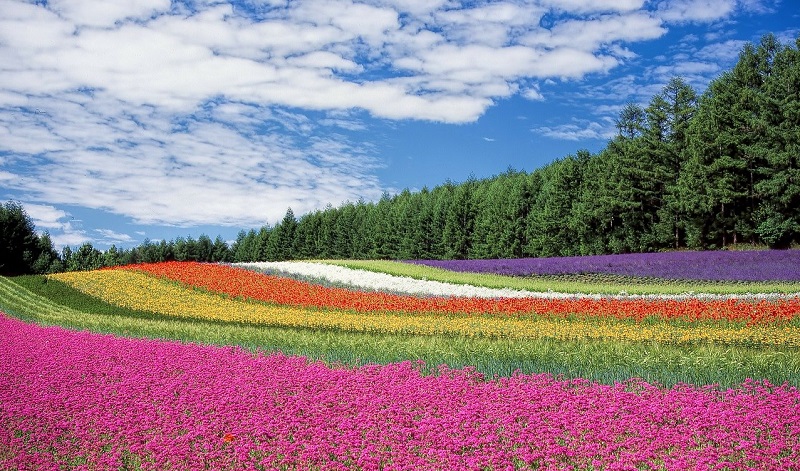 Anthosart Green Tool