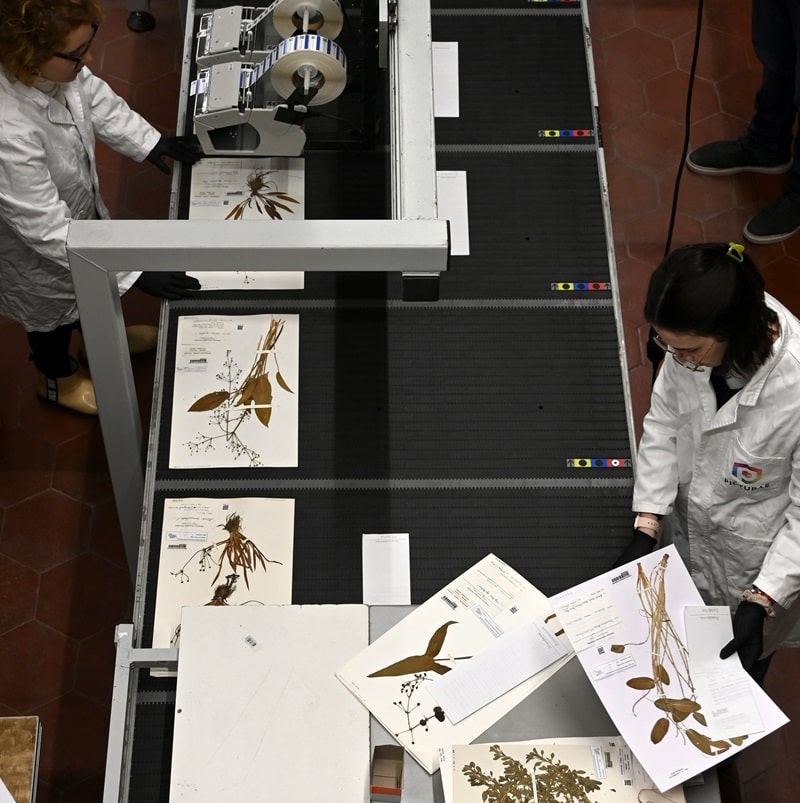 Digitalizzazione Erbario Centrale NBFC 1 6