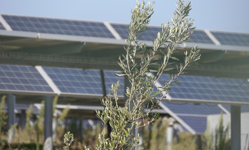 Enea Parco Monreale02