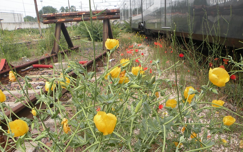 Foto 01 Ferrovie Gentili