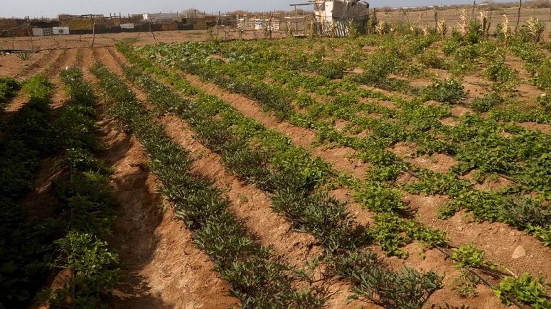 GW Varandinha orti 4