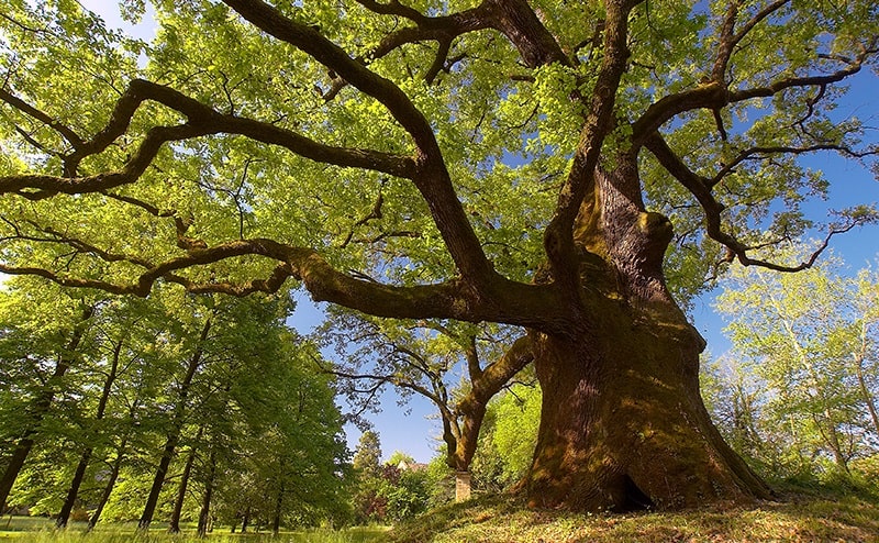 Alberi Monumentali d’Italia, una risorsa preziosa per lo sviluppo dei piccoli comuni