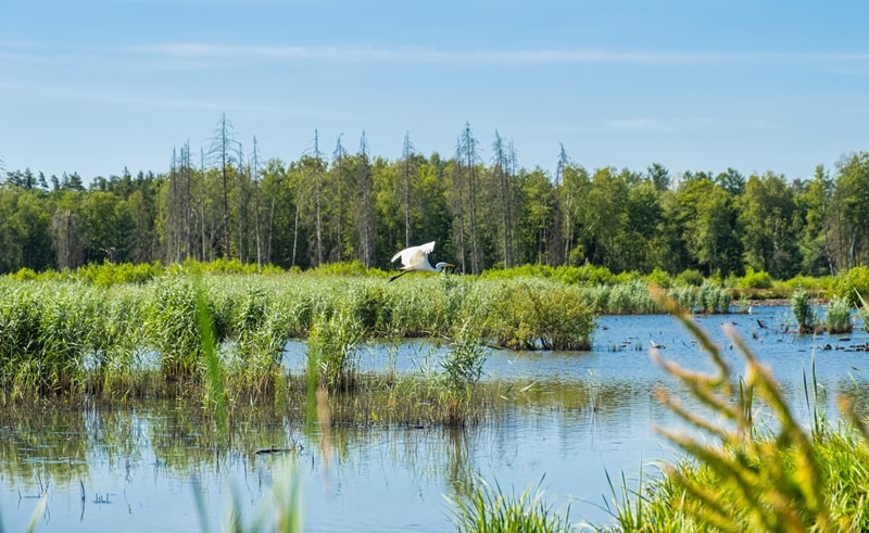 National Biodiversity Future Center dottorato