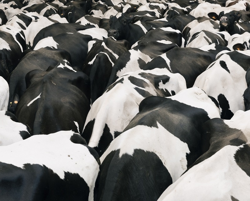 Nicolò Panzeri Grant Winner