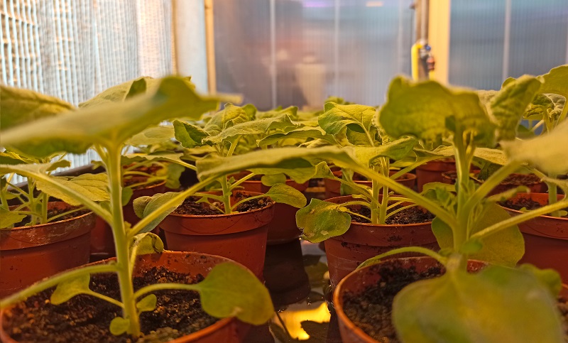 Nicotiana benthamiana02