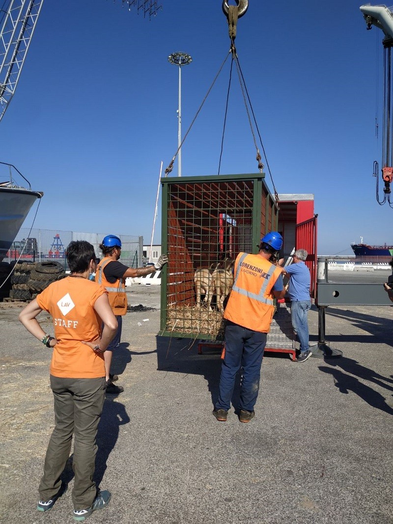 Operazioni di sbarco prima della partenza verso le nuove sistemazioni degli animali
