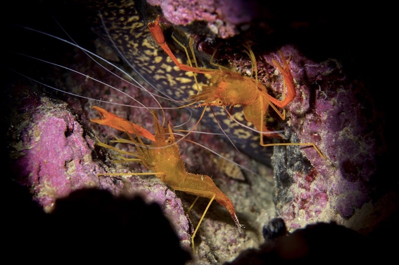 Stefano Cerb Trio nella buca LIFE Pinna PRIMO