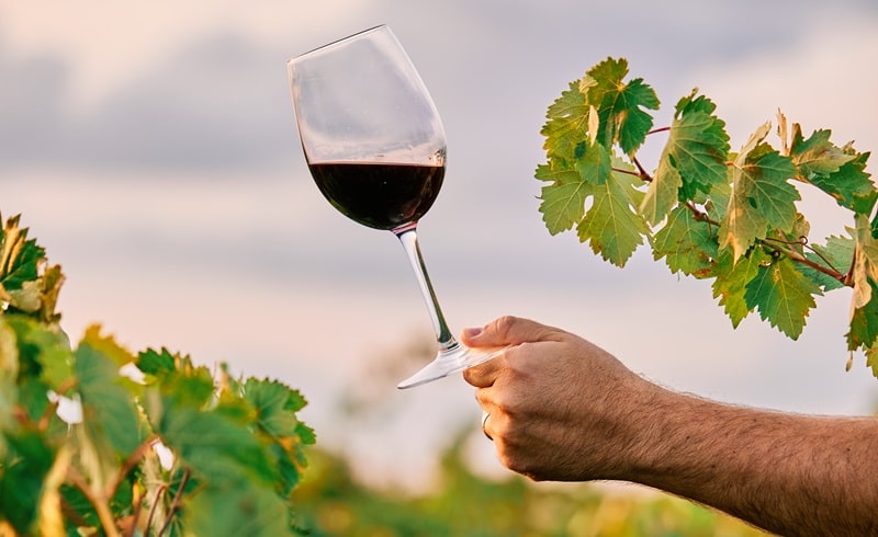 Terra &amp; Tech: la call per startup innovative nella filiera del vino