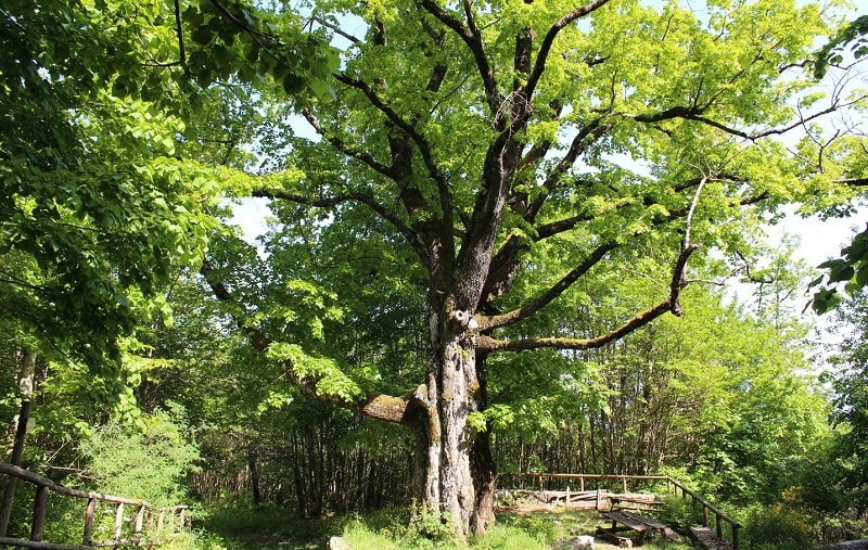 Tiglio Ospedaletto d Alpinolo