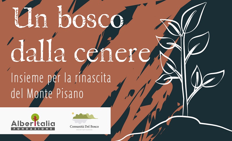 Un bosco dalla cenere