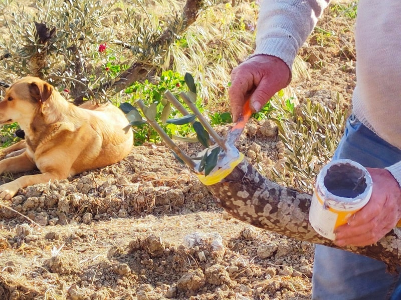 YF Agrigento Youth Food innesto