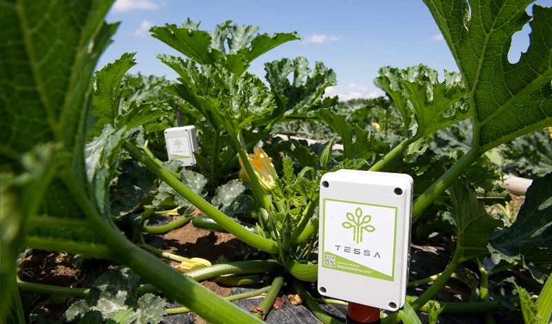 Zucchine Sapience agribologna