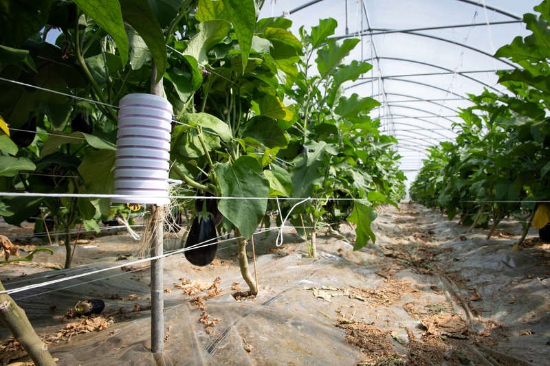 agribologna sapience melanzana