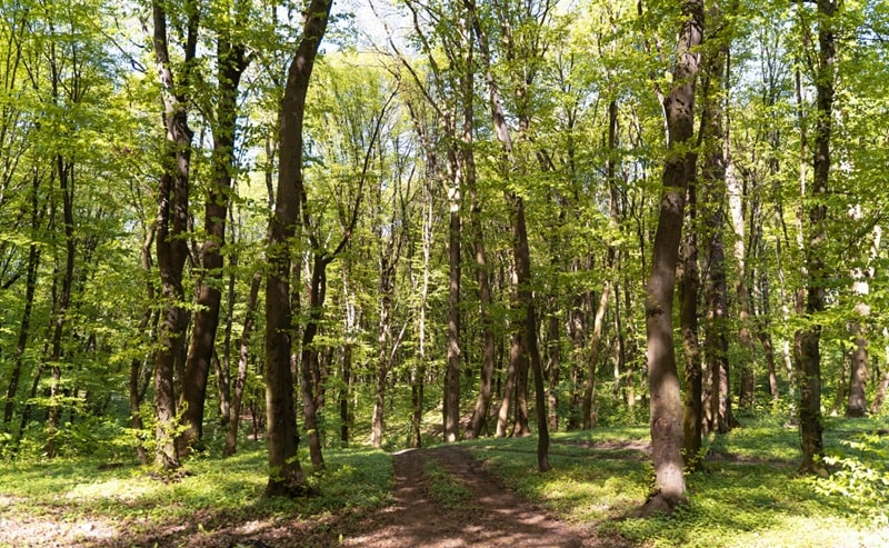 Come l'età degli alberi influisce sulla capacità delle foreste di adattarsi ai cambiamenti climatici