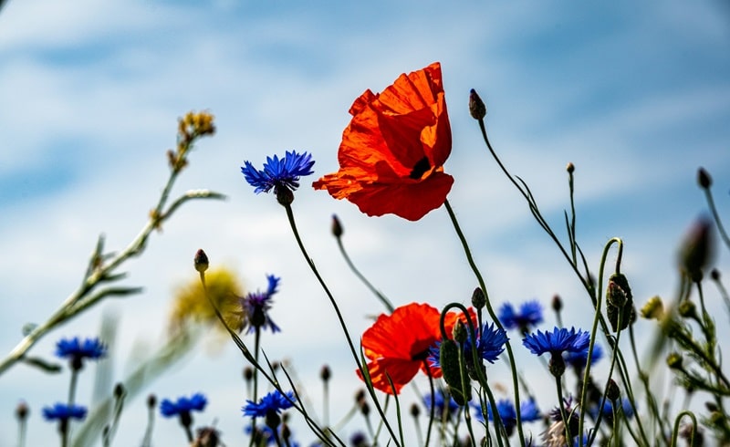 bando biodiversità 2024 NBFC