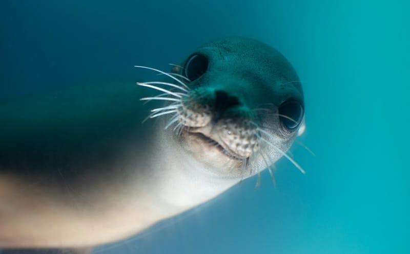 Sulle tracce della foca monaca: la ricerca che ascolta il mare attraverso il DNA