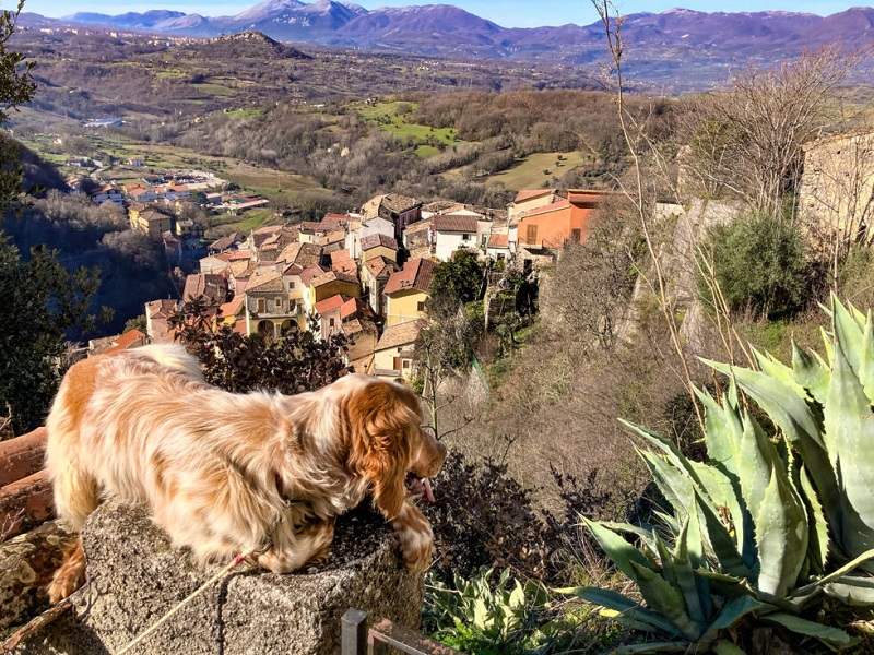 borghidog 1