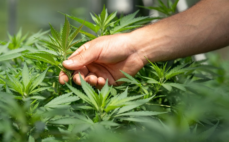 cannabis terapeutica coldiretti