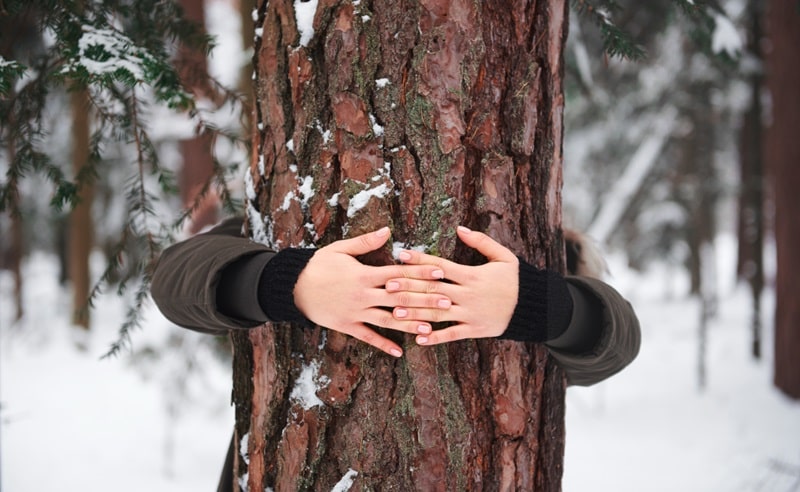 Economia circolare: la corteccia dell'abete per proteggere la salute