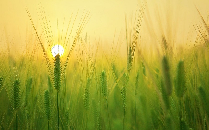 coltiviamo agricoltura sociale 2021