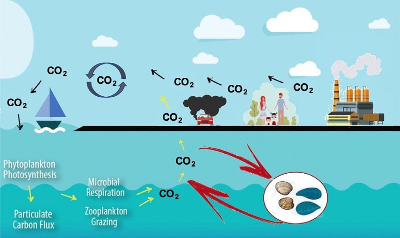cozze vongole co2 grafico