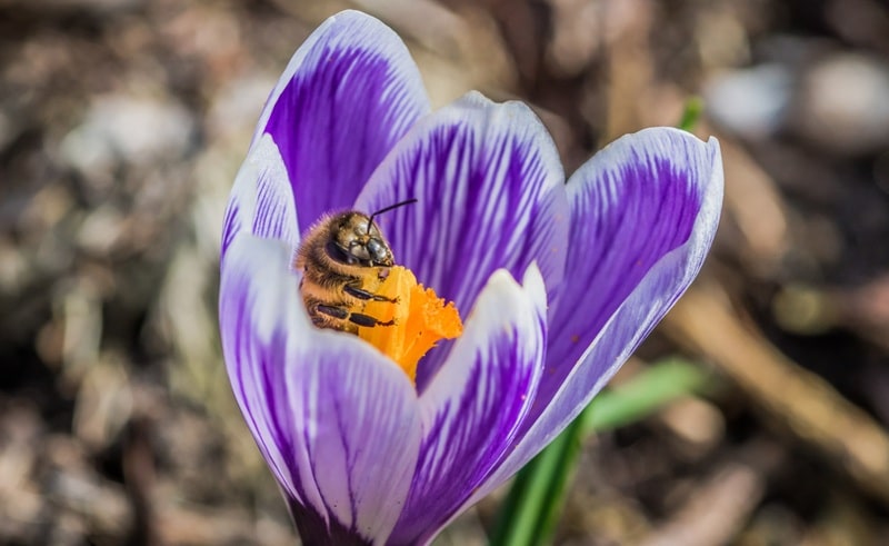 Il futuro in un volo d’ape: perché salvare gli impollinatori significa salvare noi stessi