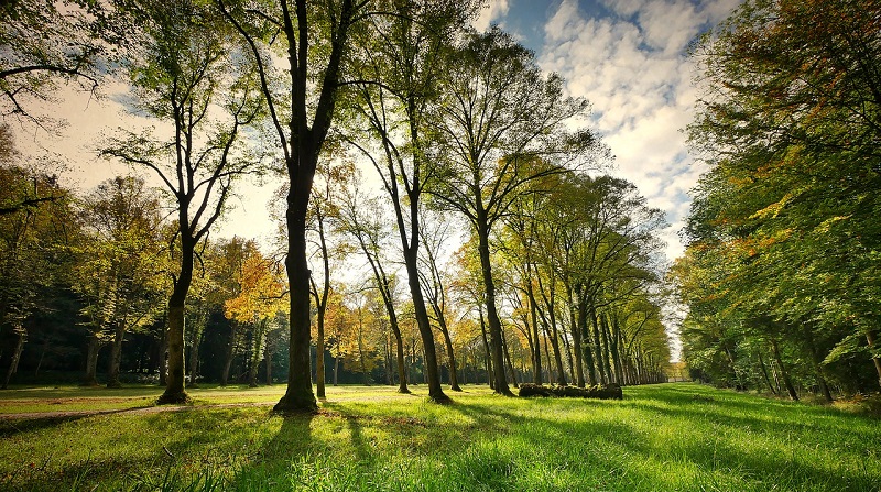 emilia romagna alberi 2