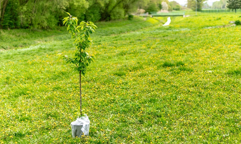 emilia romagna alberi progetto