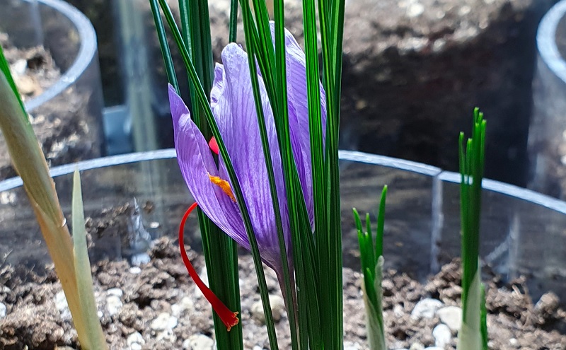 enea coltivare in casa