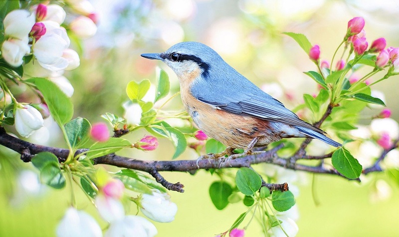 enea questionario natura