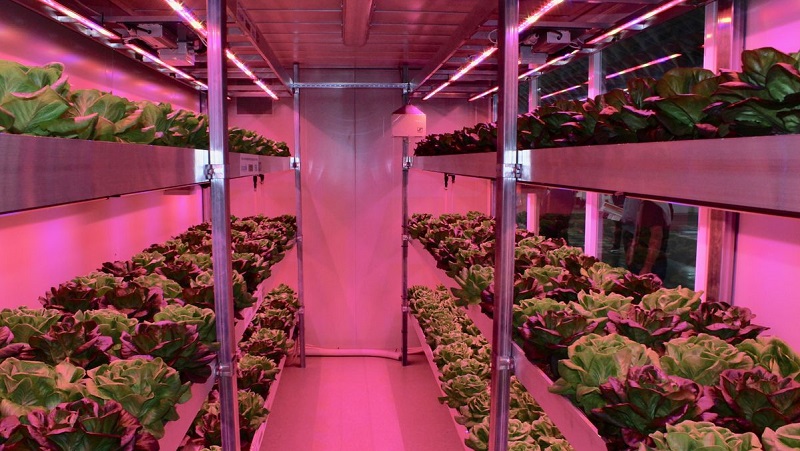 enea vertical farm