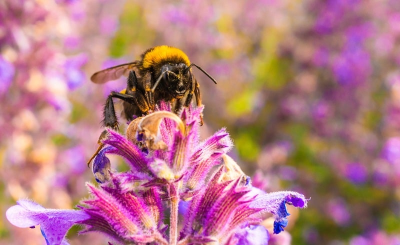 filiera futura api biodiversità