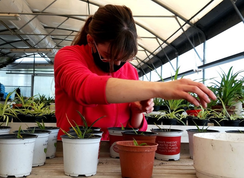 fiori allocchiello da sito