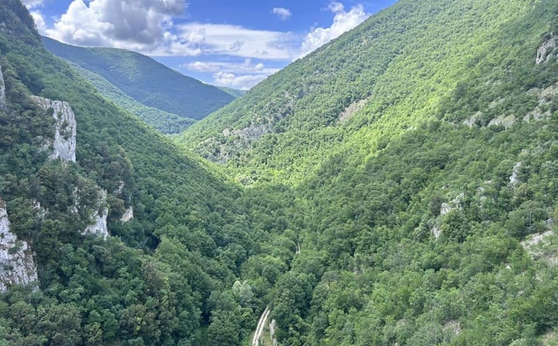 Foreste in Comune: l’Italia dei boschi tra attrattività, economia e nuovi equilibri territoriali