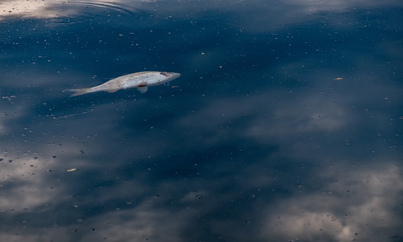 h2o legambiente pesce