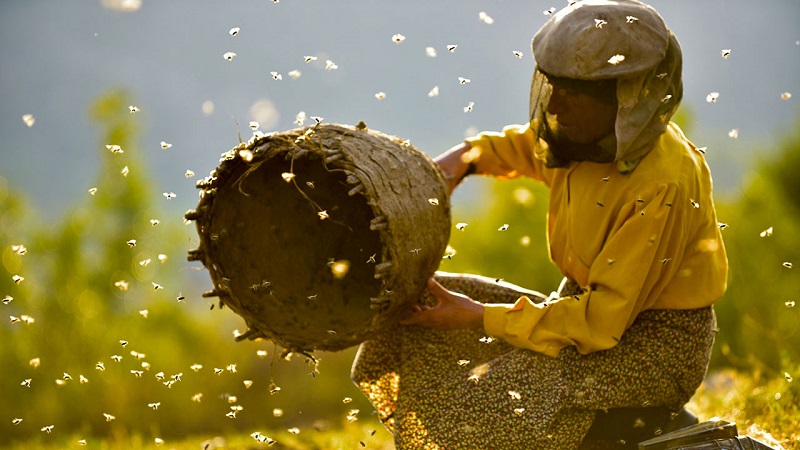 honeyland
