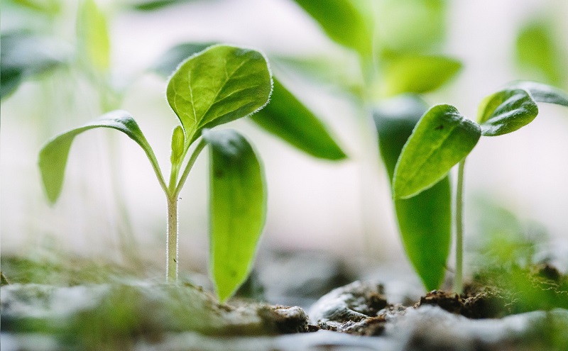 innovazione agricoltura 2021