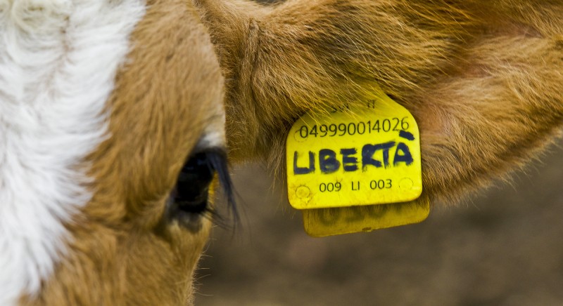 libertà foto Rachele Z. Cecchini