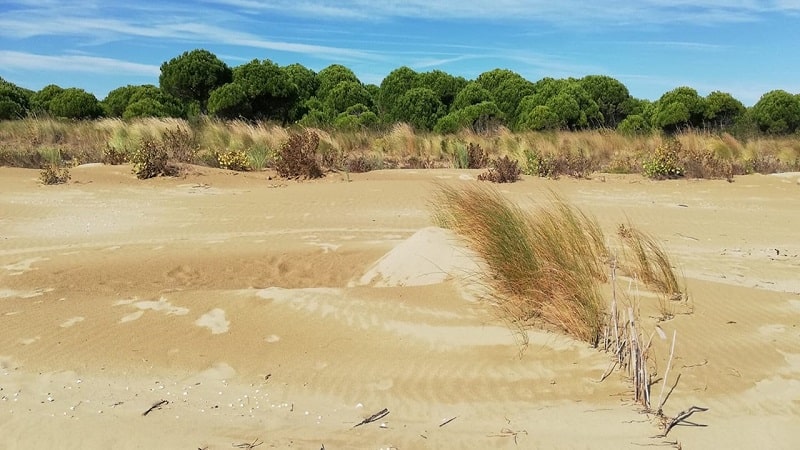 life redune copertina