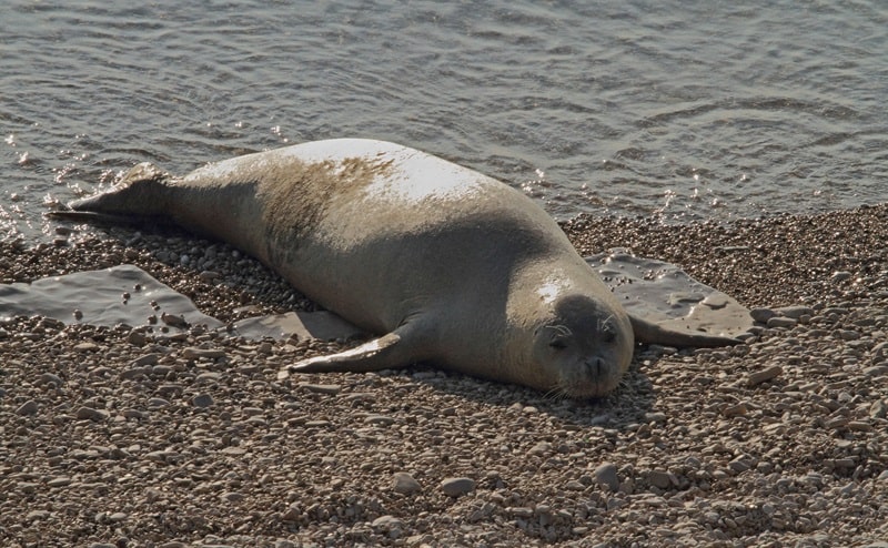 "Spot the Monk Observatory": una mappa interattiva per tracciare la foca monaca nel Mediterraneo