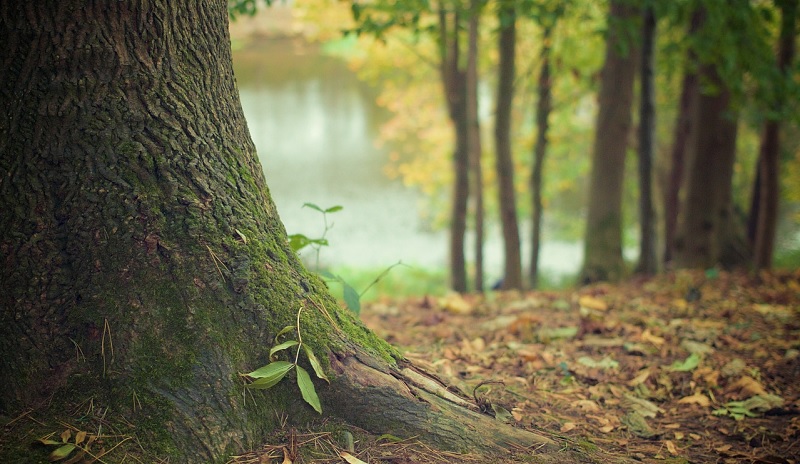 mosaico verde ecomondo