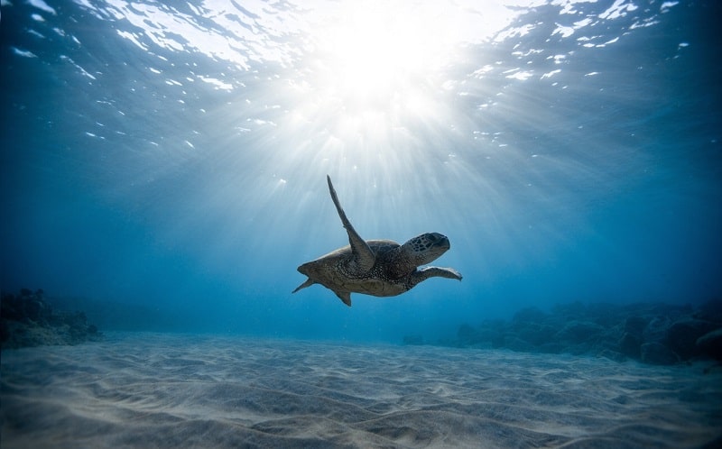 salvaguardia mari crowdfunding copertina