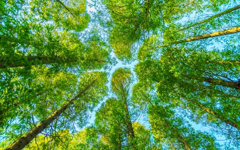 simbiosi bando 2023 24