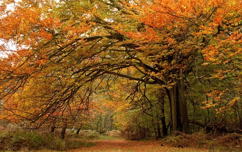 sistema nazionale foreste