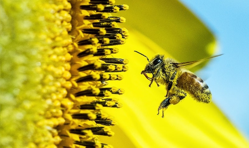 studio bicocca api citta