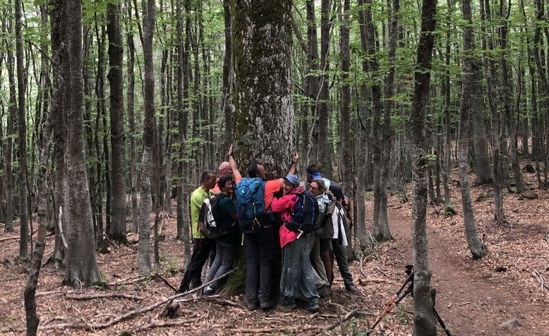 terapia forestale copertina cai