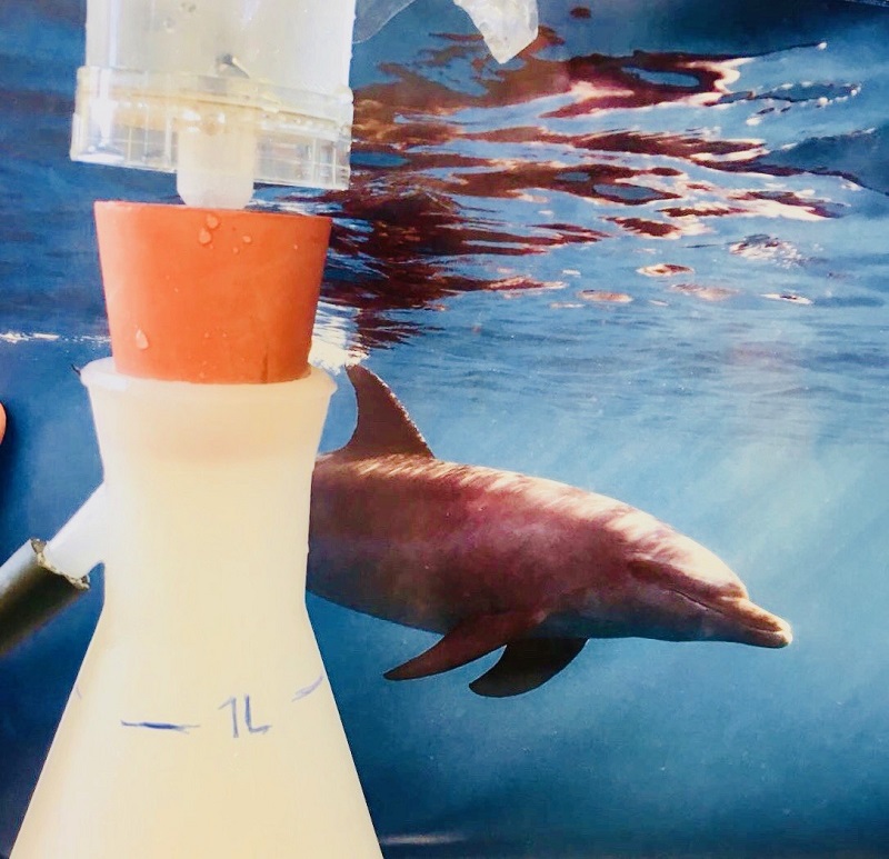 tursiope e beuta di filtraggio